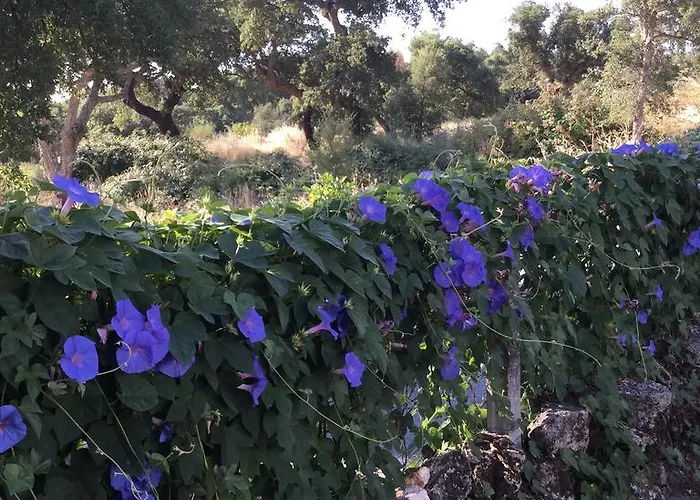 Flor Da Ramila